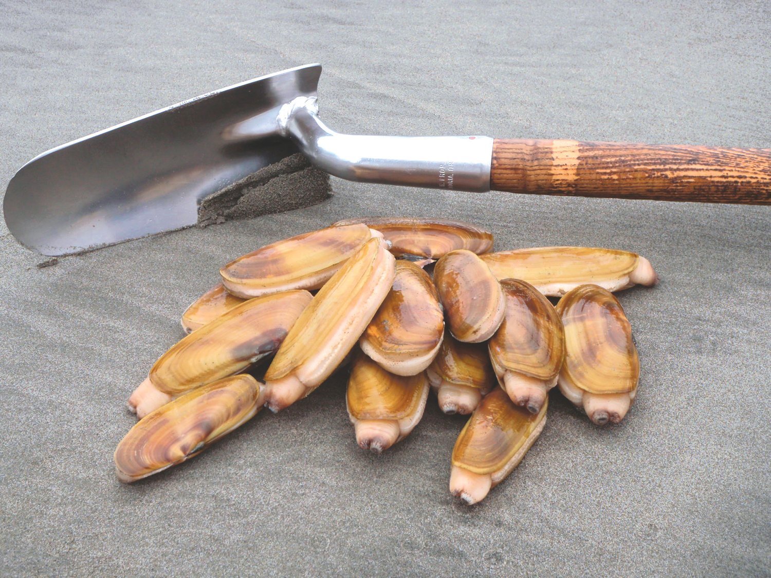 Washington Department of Fish and Wildlife (WDFW) shellfish managers on Wednesday confirmed coastal razor clam digging will reopen at Long Beach on Thursday, March 23, in addition to digs planned at Twin Harbors, Copalis and Mocrocks.
