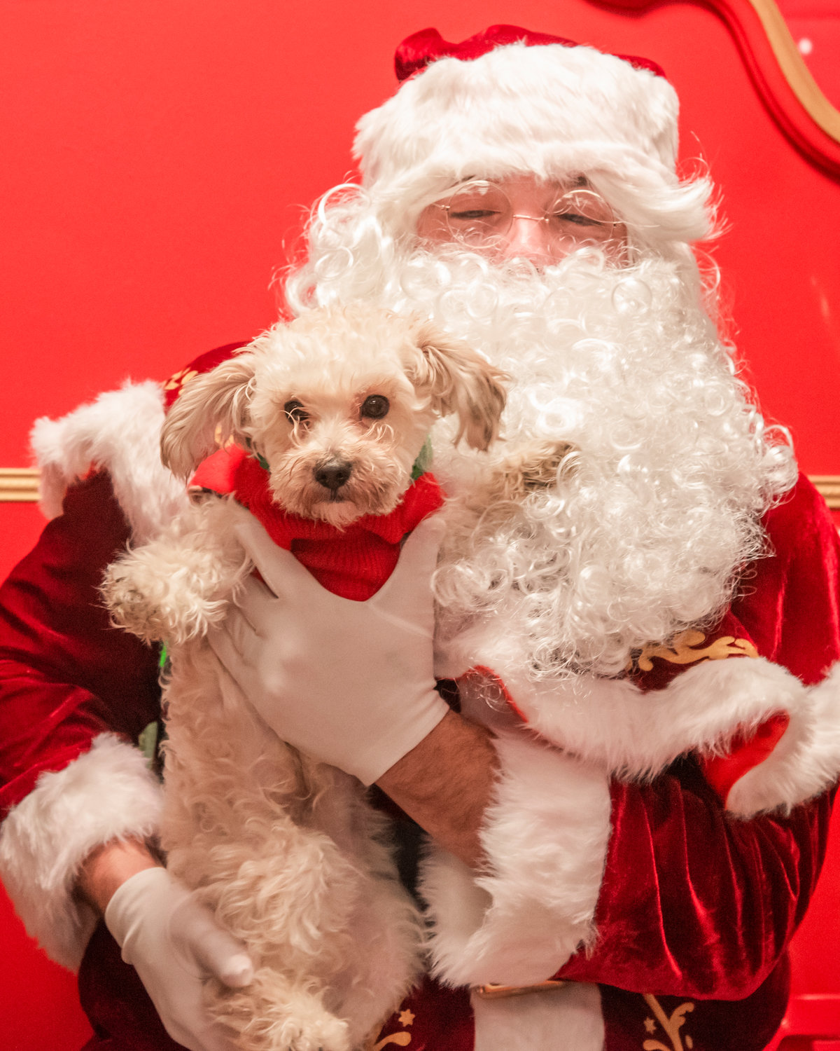 Joshua Workman dressed up as Santa poses for a photo with a puppy Saturday night inside the Mossyrock Community Center.