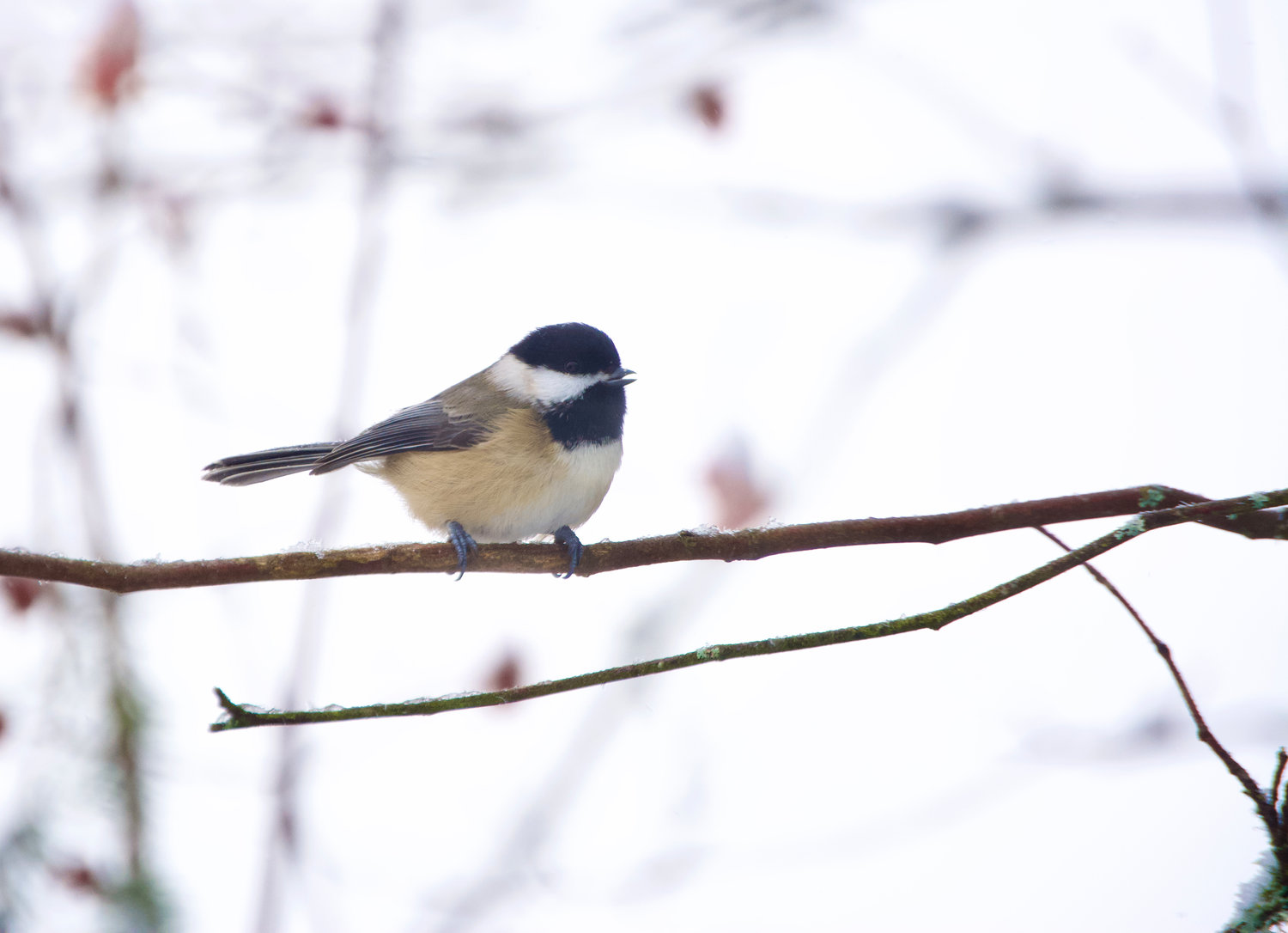 A black-capped chickadee is pictured west of Chehalis on Tuesday.