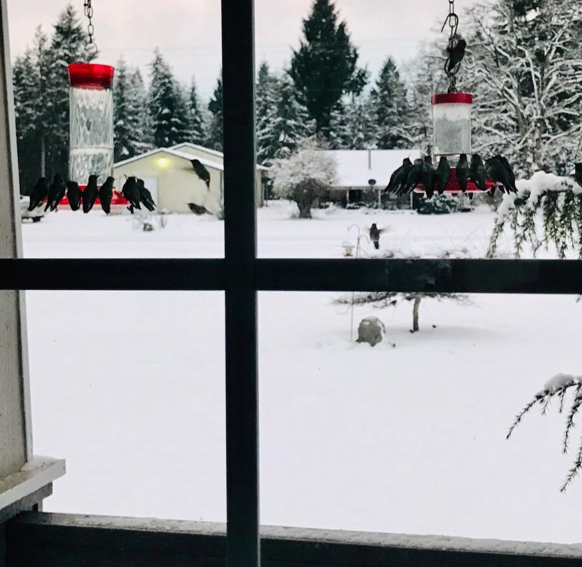 Things were getting a bit crowded at these hummingbird feeders in Chehalis. Blake T., of Chehalis, took this photo of hummingbirds in the snow late afternoon Monday.