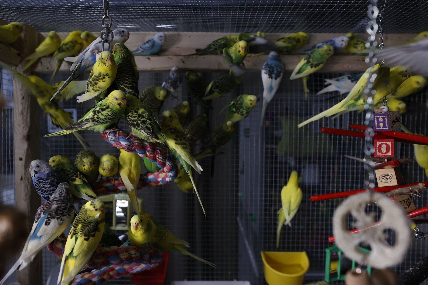 There are currently 210 parakeets that the business is keeping of the 800 plus that were rescued last week. Anne Jewett, 39, of Sterling Heights and a co-owner of Jojo’s Flying Friends, says the birds will be available for adoption starting on Jan. 23, 2022, with an estimated adoption fee of $30 per bird. (Eric Seals/Detroit Free Press/TNS)