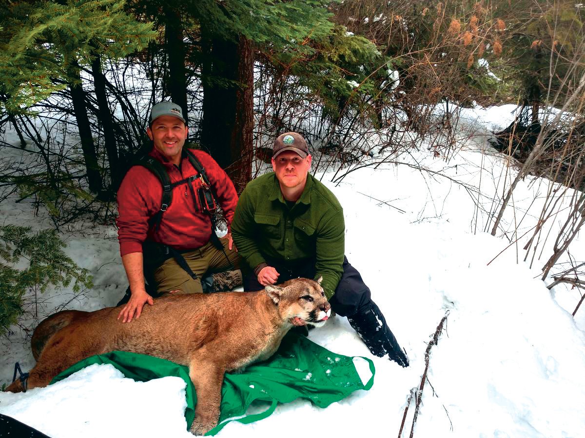Brian Kertson, right, and Bart George sit next to a 197-pound cougar they caught and collared on Monday, March 5, 2018. Kertson, who is 6-foot-2 and 270, said the tom cat’s forearms made his arms look puny.