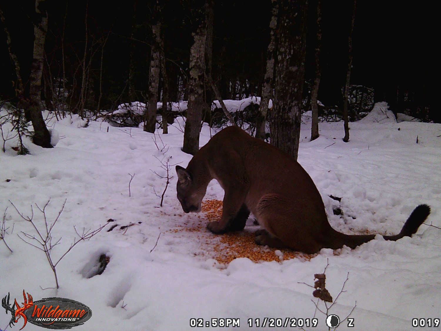 A Nov. 20, 2019, trail cam spots a cougar sniffing around a deer hunter's bait pile in Ontonagon County in Michigan's Upper Peninsula. (Michigan Department of Natural Resources/TNS)