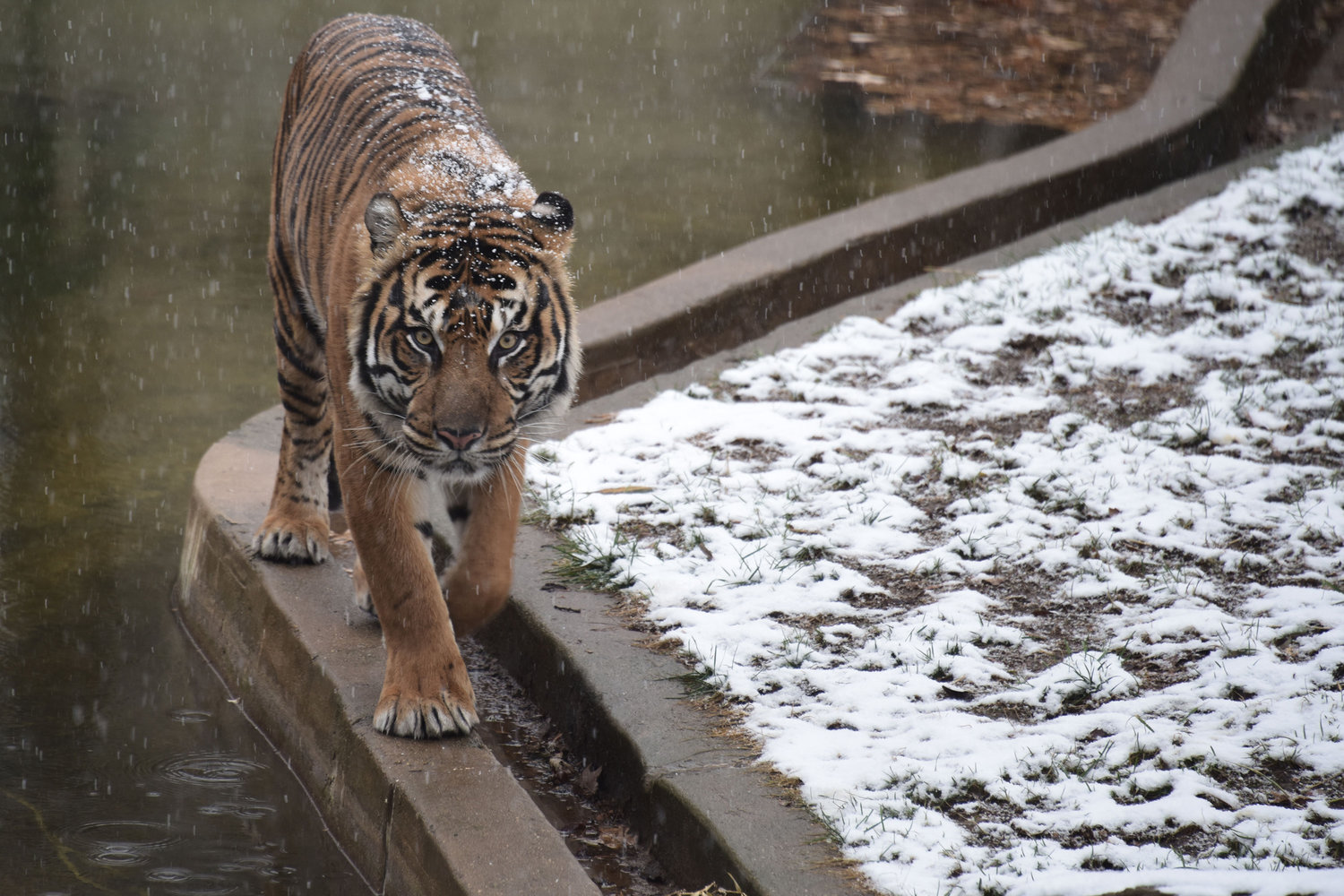 A tiger walks under falling snow at the Smithsonian's National Zoo in Washington D.C. on Dec. 9, 2017. (Eric Baradat/AFP/Getty Images/TNS)