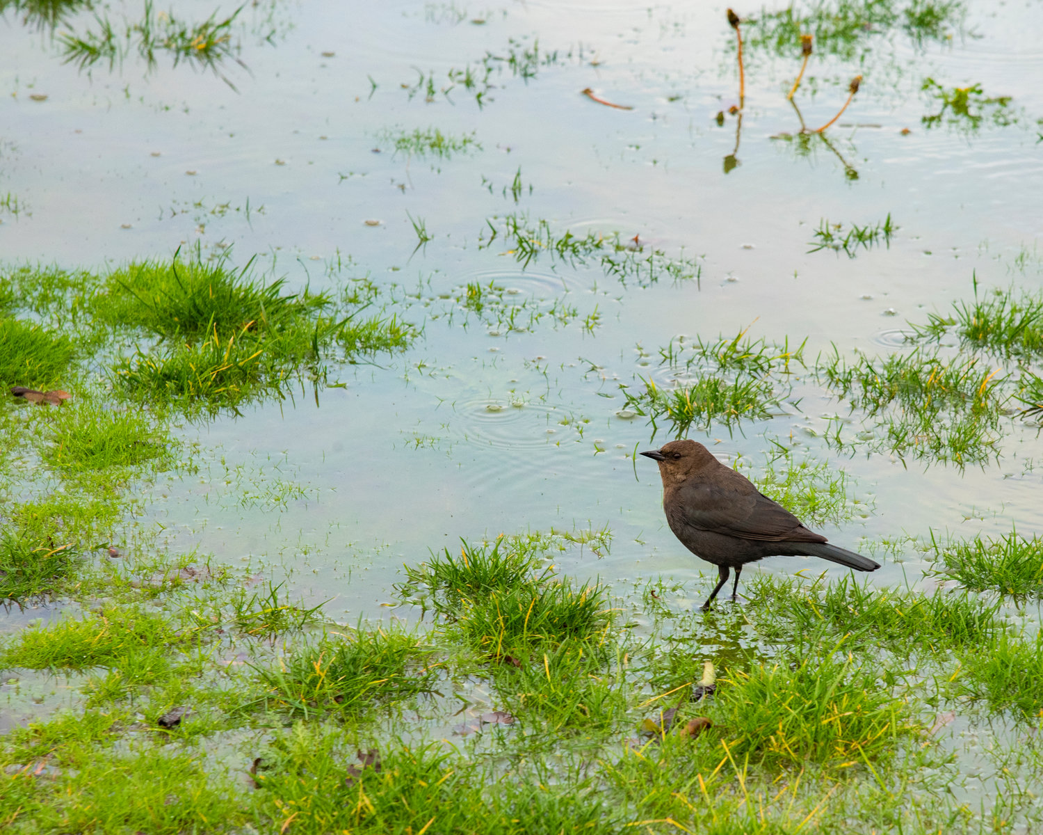 A bird hunts for insects in islands of grass amongst floodwaters in Centralia on Friday.