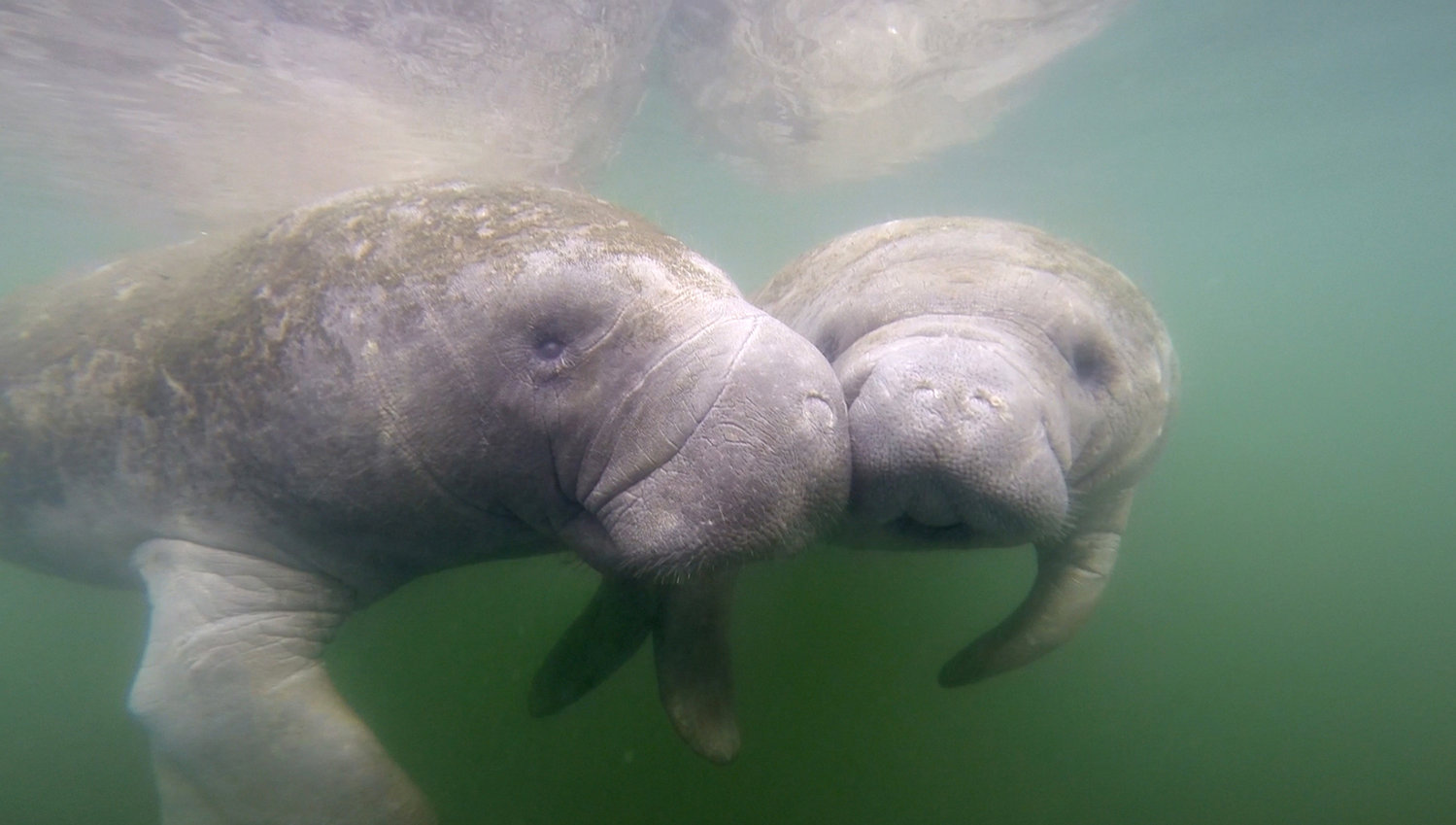 Efforts to feed manatees in Florida haven't been successful so far this year, after a record number of the mammals died last year. (Douglas R. Clifford/Tampa Bay Times/TNS)