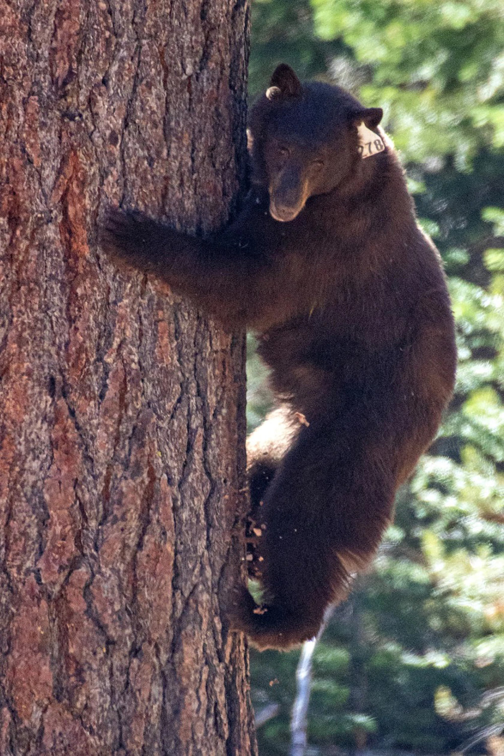 A bear moments after its release in Lake Tahoe as part of a coordinated trap, tag and haze effort between the California Department of Fish and Wildlife and California State Parks. (Travis VanZant/California Department of Fish and Wildlife/TNS)