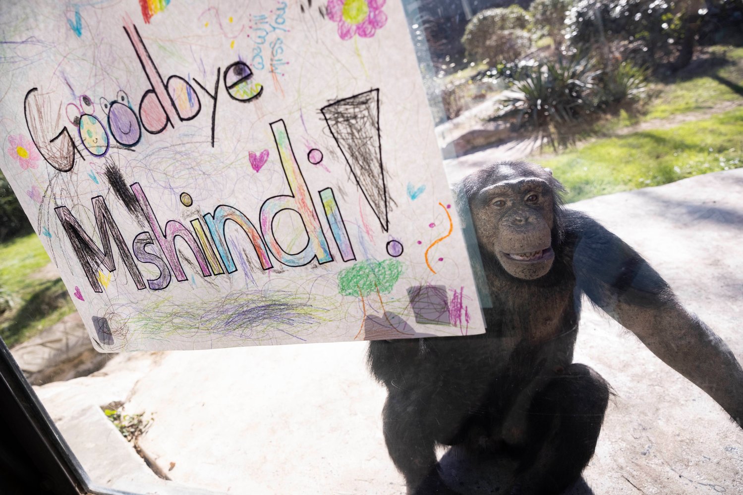 Mshindi walks up to his goodbye sign during his going-away party at the Dallas Zoo habitat on Jan. 10. (Juan Figueroa/The Dallas Morning News/TNS)