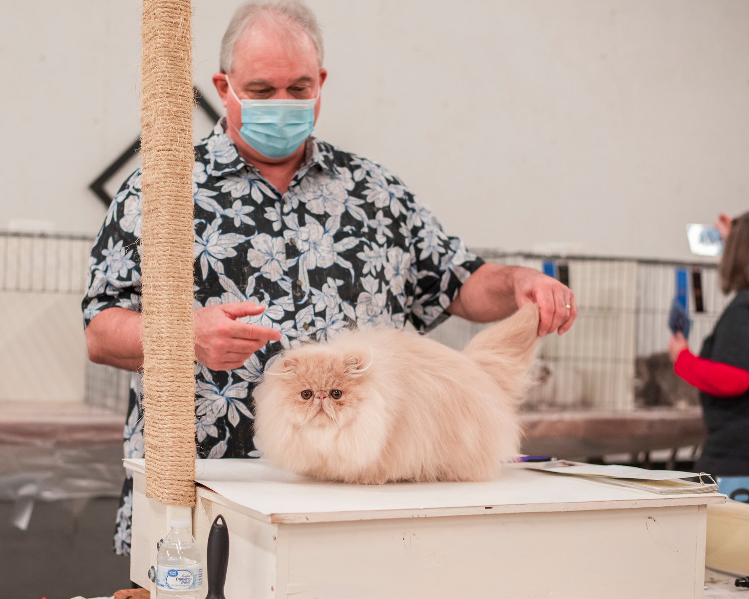 Custard, a Persian, is judged by Jim Armel at the Southwest Washington Farigrounds during a show hosted by And a Mouse Cat Club Sunday morning in Centralia.
