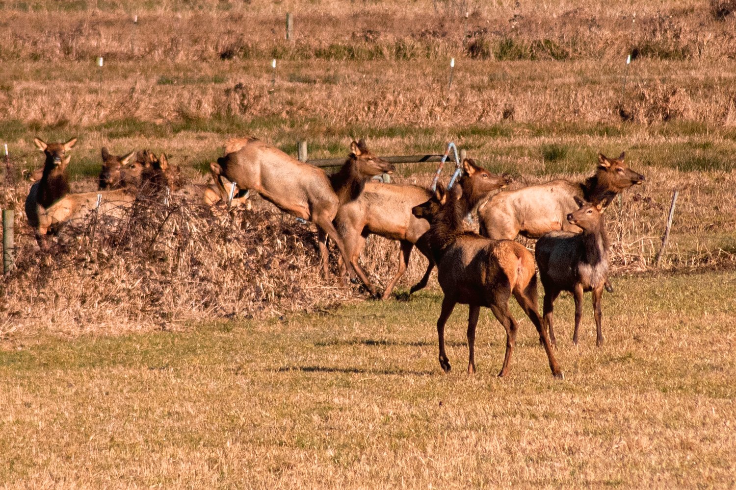 Elk hop over fencing as they graze on fields in Randle Sunday morning.