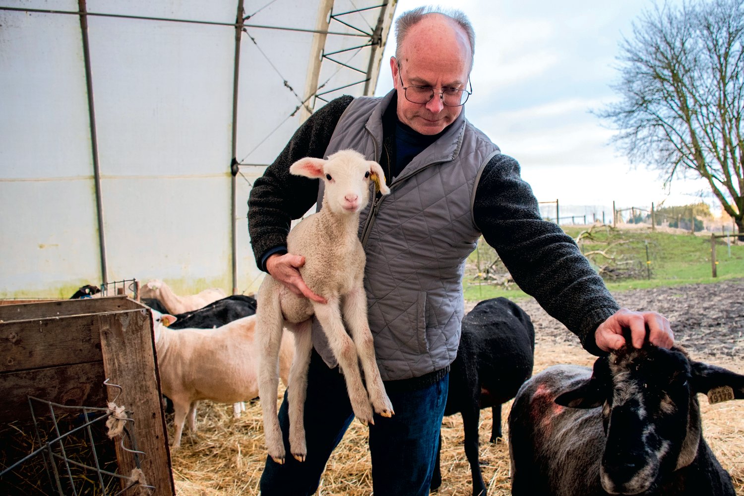 Brad Gregory holds a young lamb in front of a critter pad while petting another member of his flock of East Friesian sheep at Black Sheep Creamery in Adna.