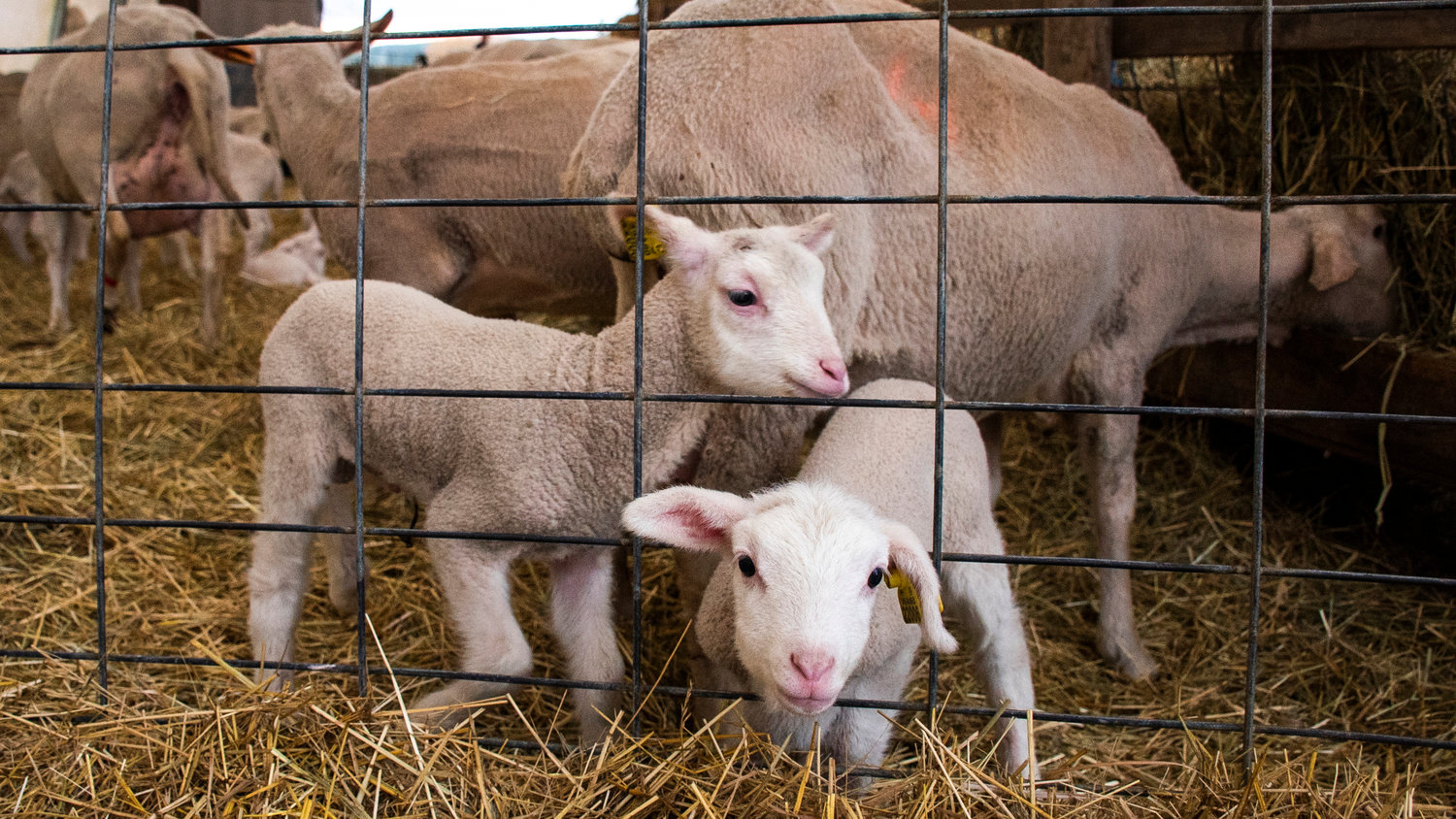 East Friesian lambs look through fencing at Black Sheep Creamery in Adna.