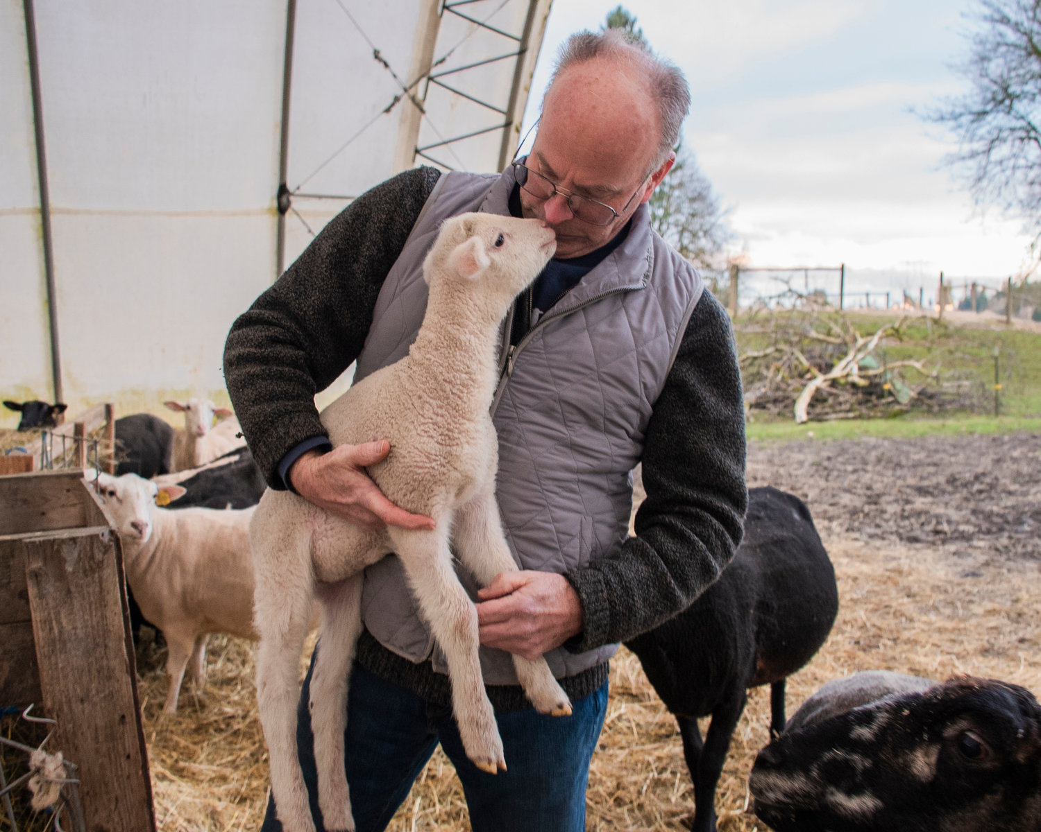 Brad Gregory shows affection to a young lamb while holding it in front of a critter pad among his flock of East Friesian sheep at Black Sheep Creamery in Adna.
