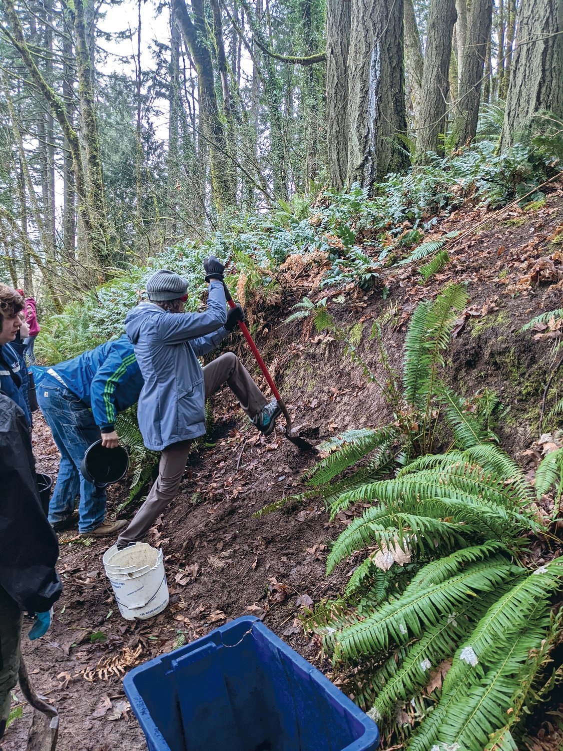 Members of the Boy Scout Troop No. 373, based in Chehalis, help transplant sword ferns and other native plants at the Seminary Hill Natural Area on Jan. 22.