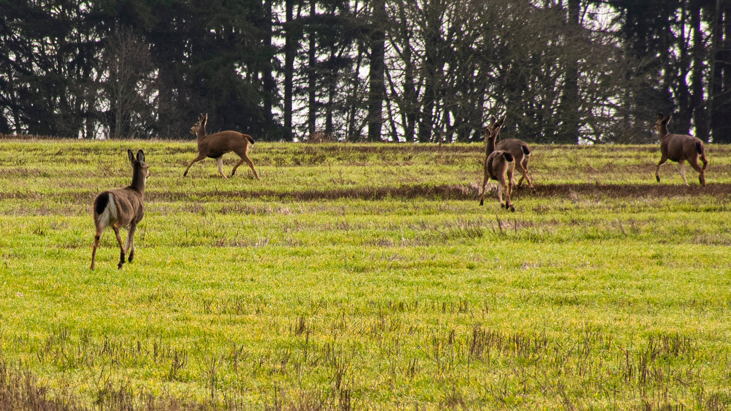Multiple deer run through a property off Mickelsen Parkway in Winlock Tuesday morning.