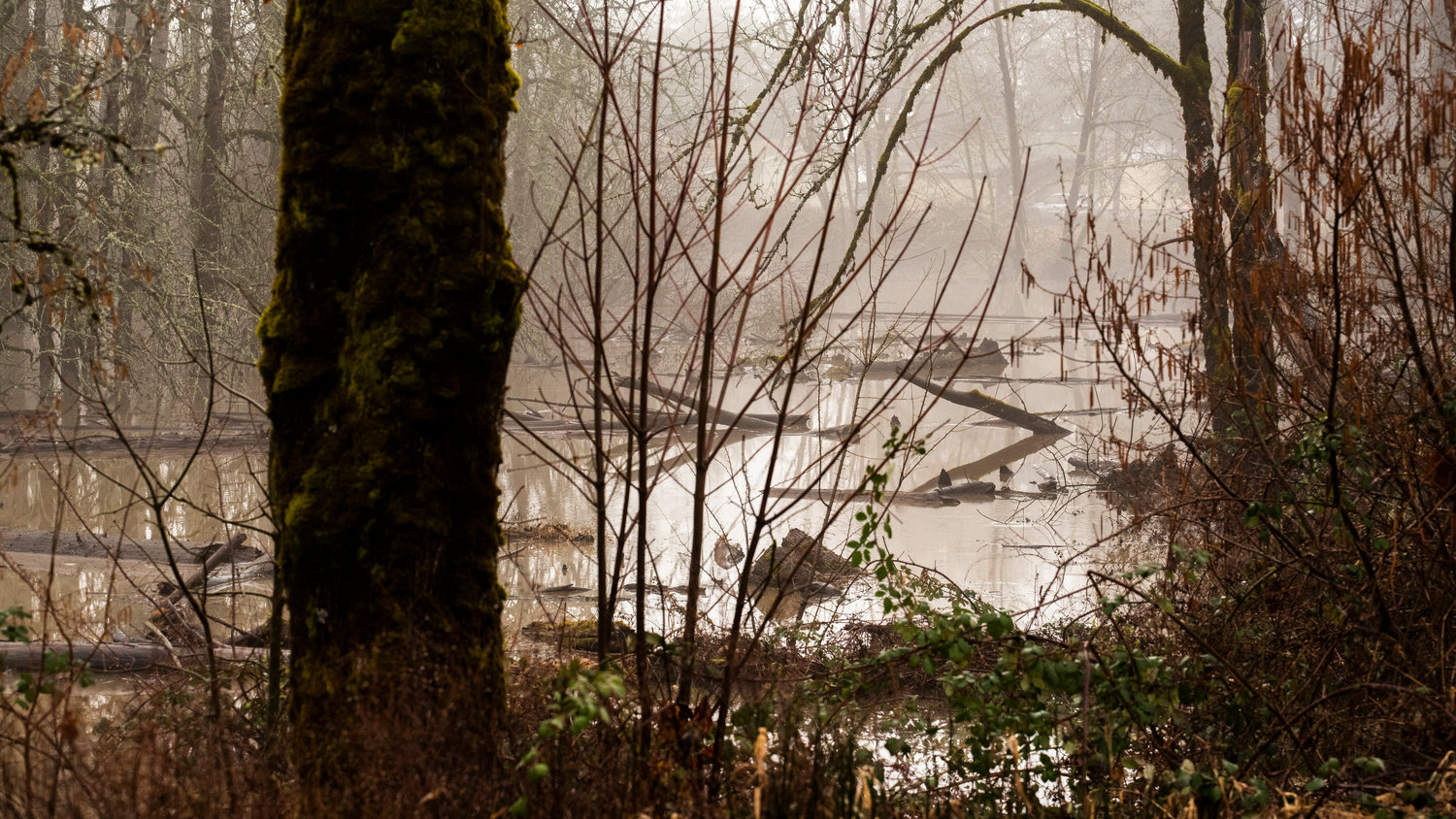 Logs and debris float down the Cowlitz River off Highway 131 near Randle on Tuesday.