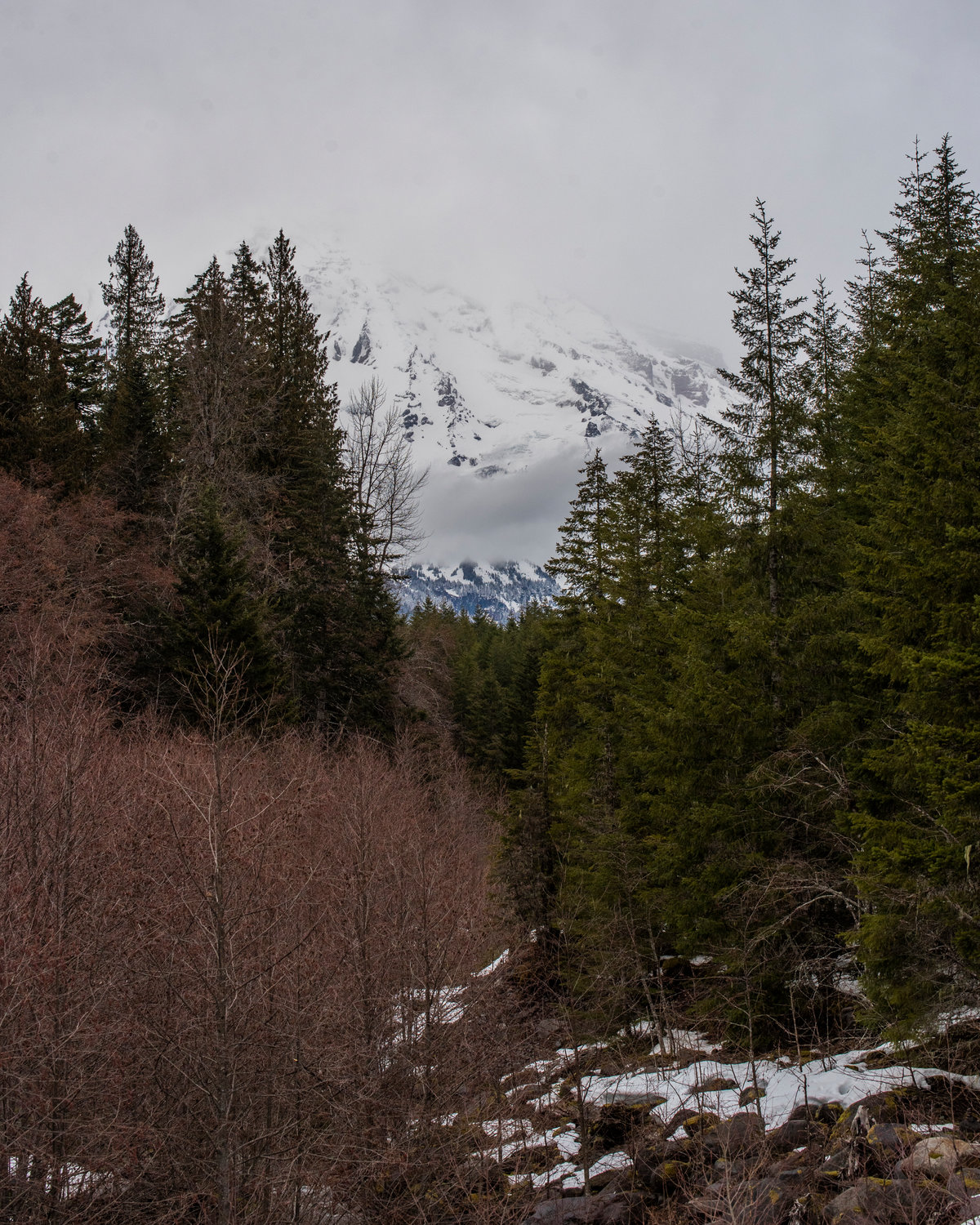 Clouds shroud Mount Rainier as it sets the backdrop for rows of trees on Thursday near Ashford.