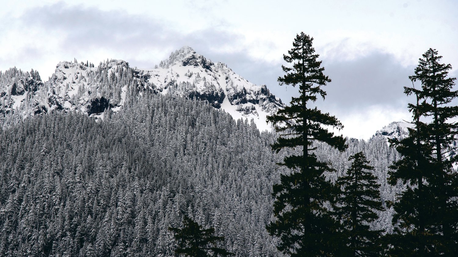 Snow covers trees in the foothills of Mount Rainier National Park on Thursday.