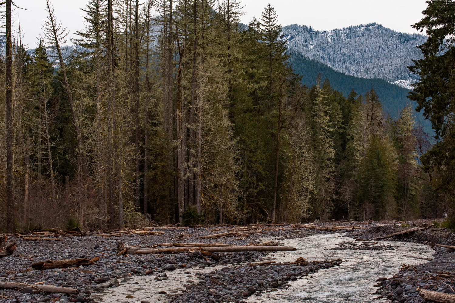 Logs and other plant debris float down Tahoma Creek through Mount Rainier National Park on Thursday.