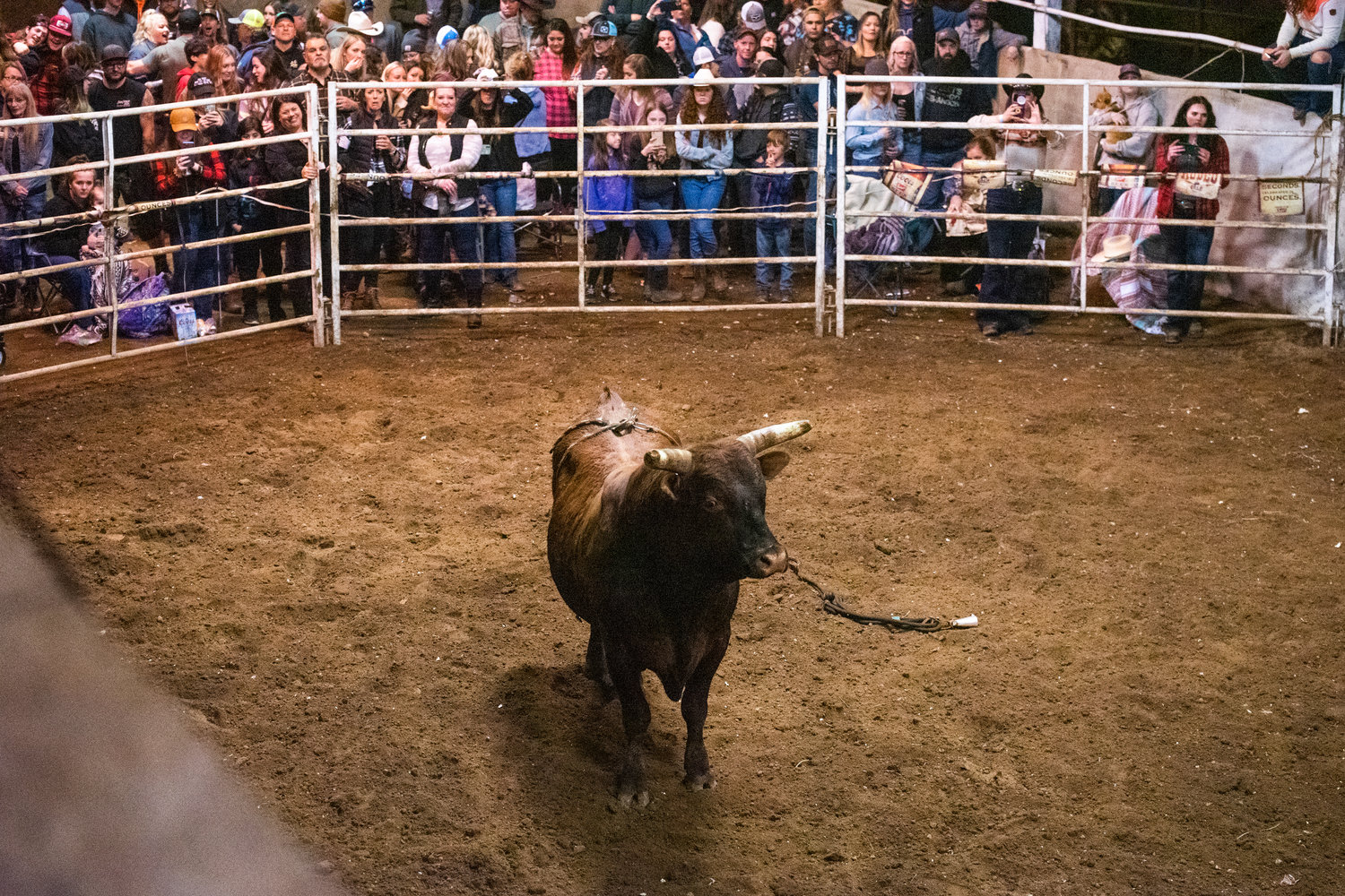 Crowds watch as a bull runs free in a pen during a Lazy HK Bar Rodeo Winter Series event Saturday in Silver Creek.