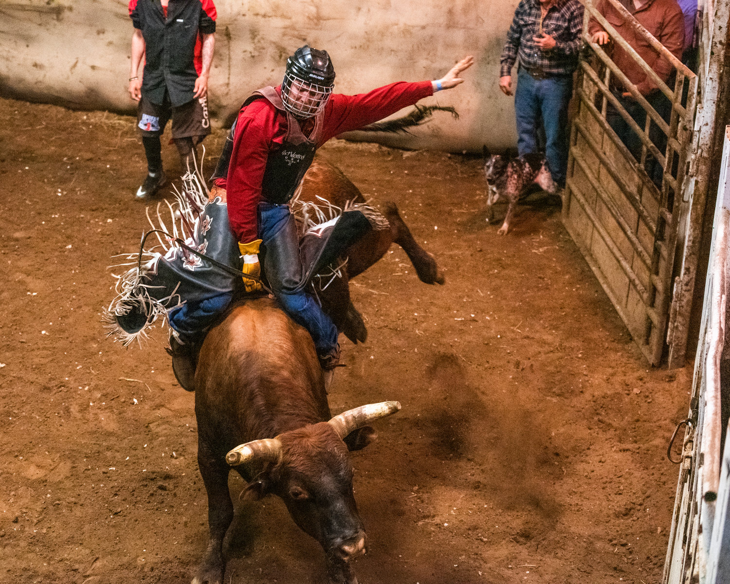 Chaps fly as a rider attempts to stay on a bucking bull during a Lazy HK Bar Rodeo Winter Series event Saturday in Silver Creek.