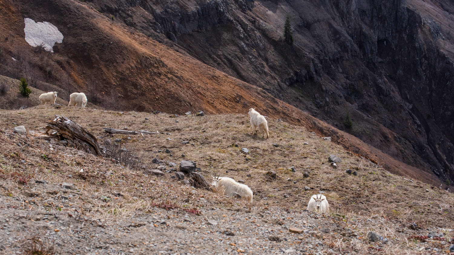 Mount Goats are pictured near the Johnston Ridge Observatory at Mount St. Helens on Tuesday, March 29, 2022.