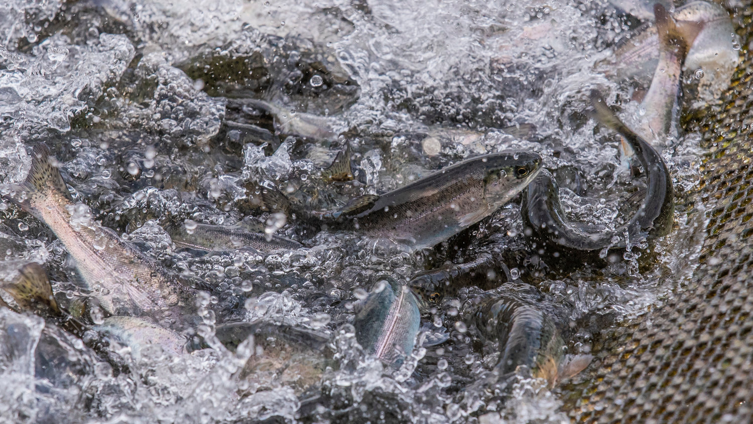Steelhead splash in water as their net is constricted Friday morning in Onalaska.