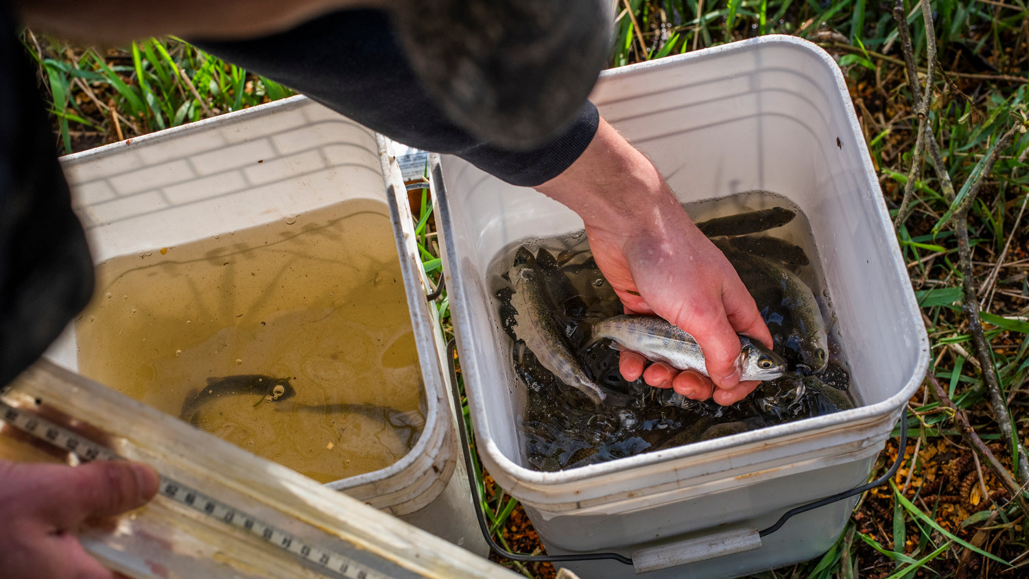 Coho are placed into buckets to be measured before being released into Gheer Creek in Onalaska Friday morning.