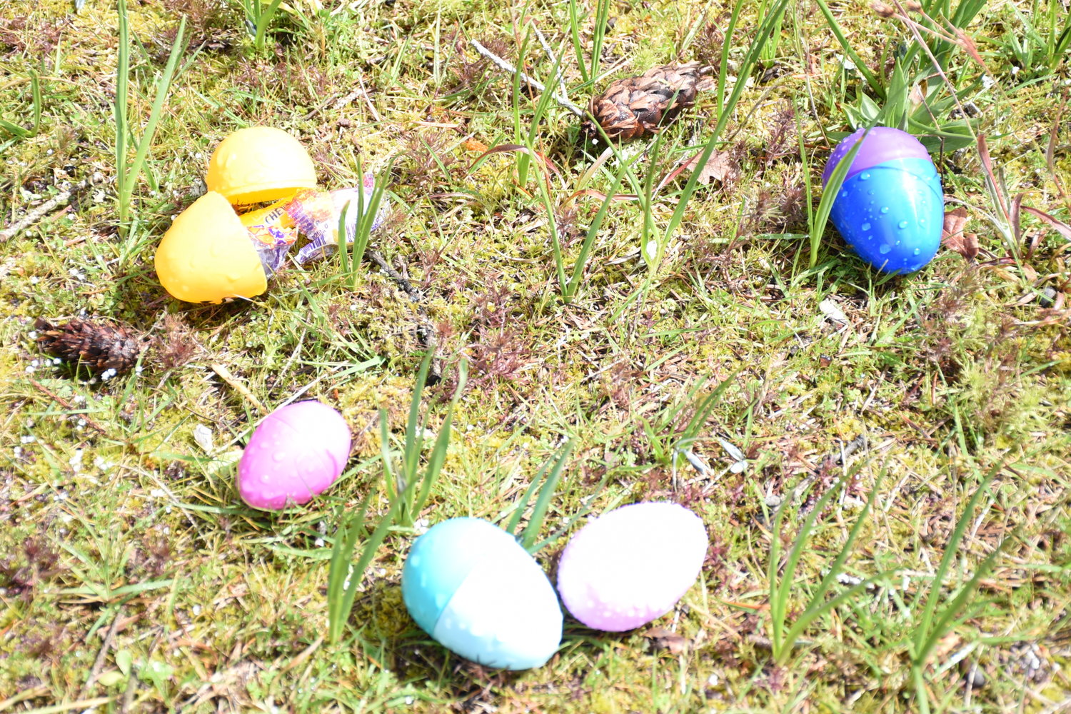 Tickets for over $1,000 in prizes were stuffed into eggs before an adult Easter egg hunt in Rainier’s Wilkowski Park Saturday.