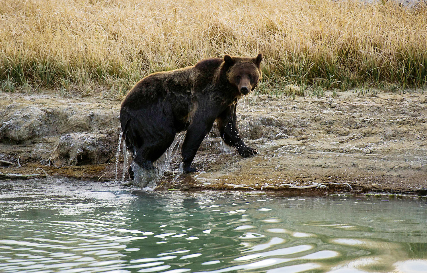 A female Grizzly bear exits Pelican Creek in 2012 in the Yellowstone National Park in Wyoming. (Karen Bleier/AFP/Getty Images/TNS)