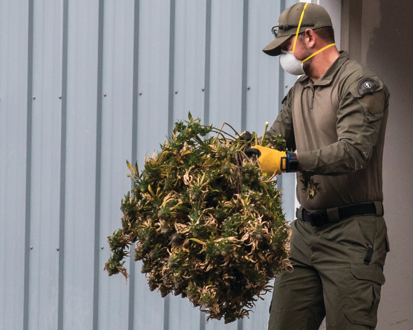 A member of law enforcement removes plants from a structure near the intersection of Carroll Way and Frogner Road Thursday in Chehalis.