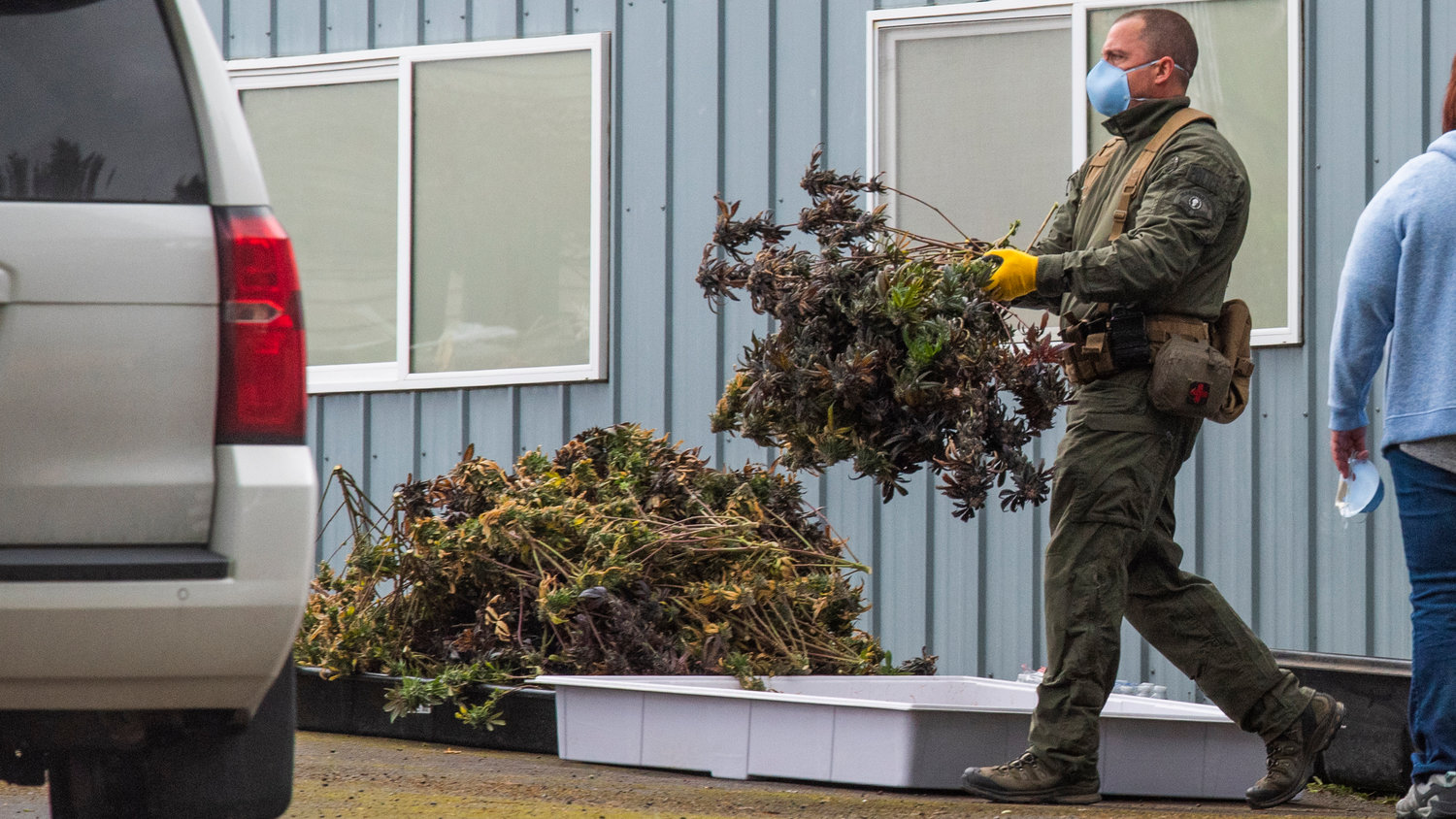 Police officers remove plants from a structure in the 100 block of Carroll Way off Frogner Road Thursday afternoon in Chehalis following the arrest of one individual while serving a search warrant that also located firearms.