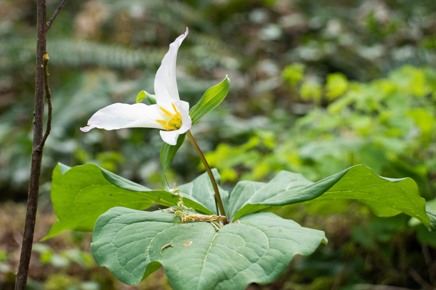 A flower blooms in Seminary Hill Natural Area in Centralia on Saturday.