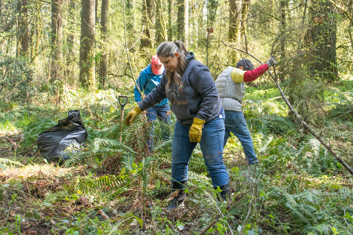Volunteers pull invasive blackberries during the Friends of the Seminary Hill Natural Area Earth Day Work Party in Centralia on Saturday.