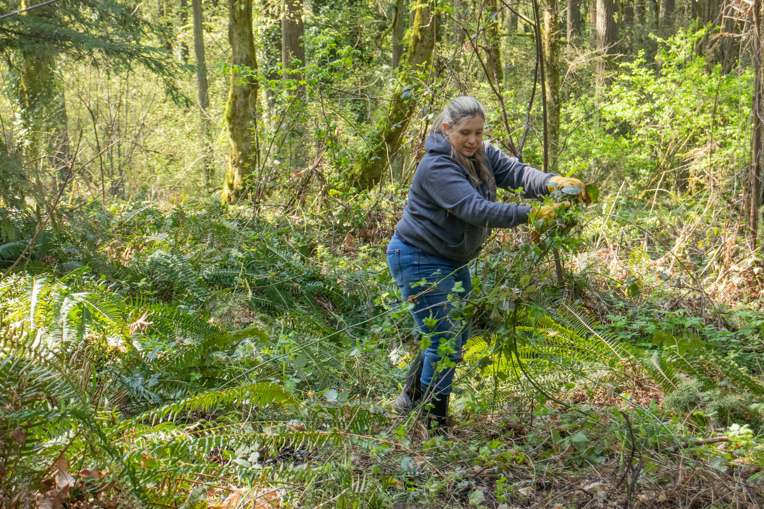 A volunteer pulls invasive blackberries during the Friends of the Seminary Hill Natural Area Earth Day Work Party in Centralia on Saturday.