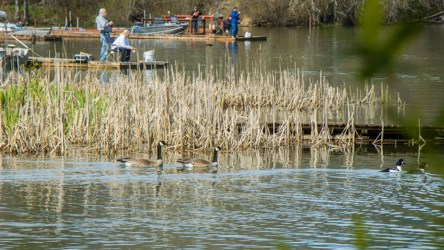 Birds float as campers fish off docks at the Lions Den Campground in Mineral on Saturday.
