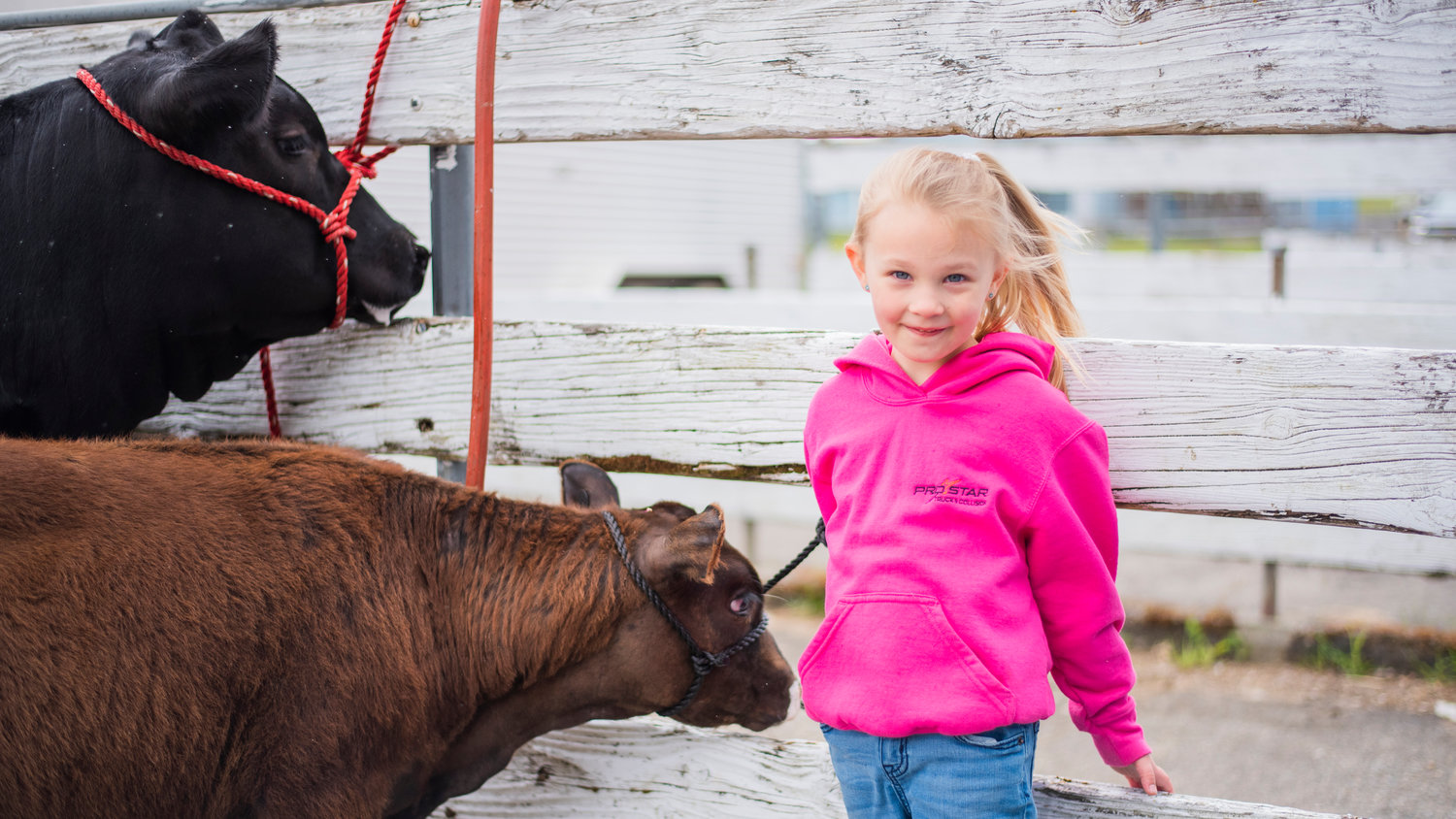 Ella Hylton, 5, poses for a photo next to her cow named Dinkey Friday morning at the Southwest Washington Fairgrounds in Centralia.