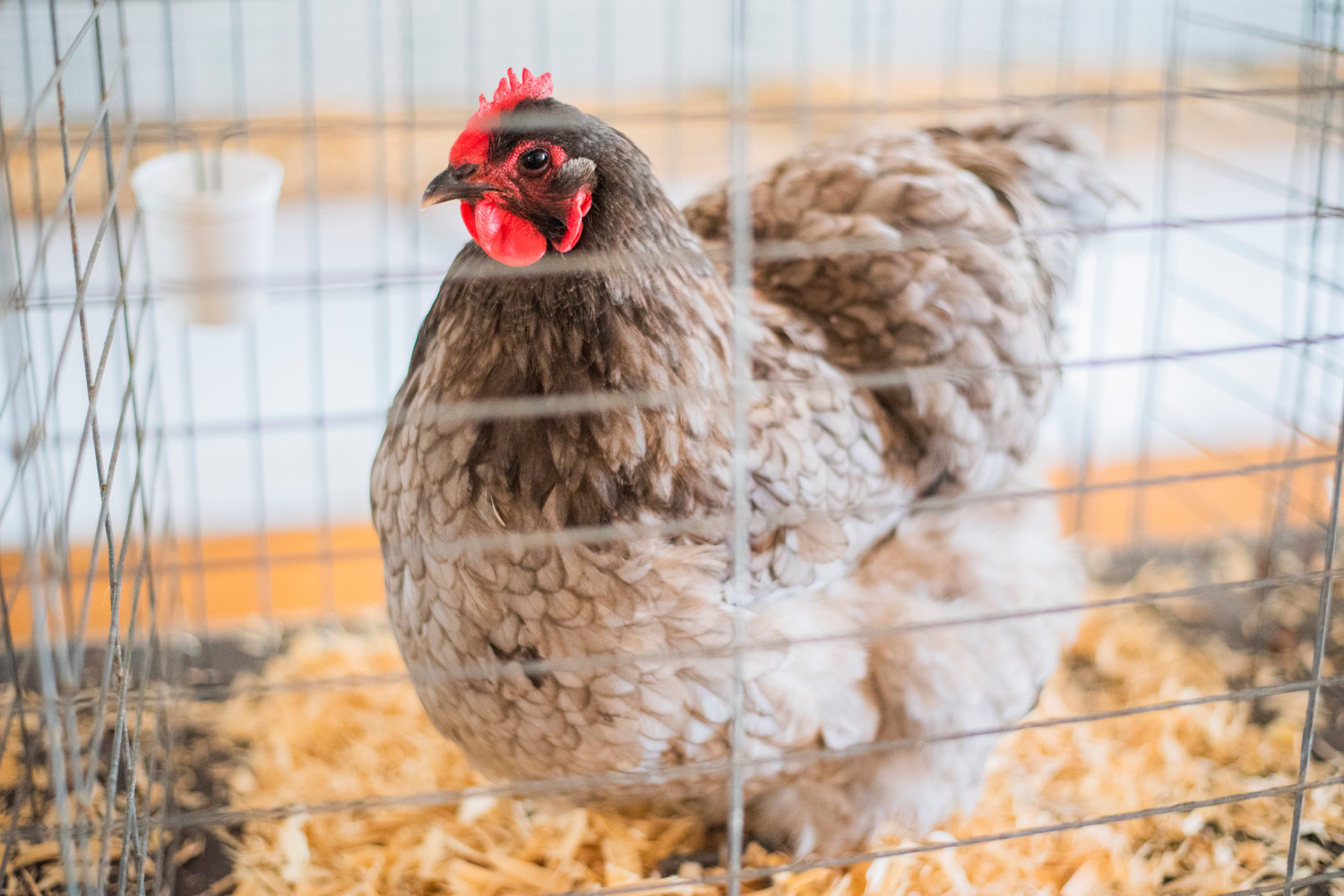 A Blue Orpington hen sits on display at the Southwest Washington Fairgrounds in Centralia Friday morning.