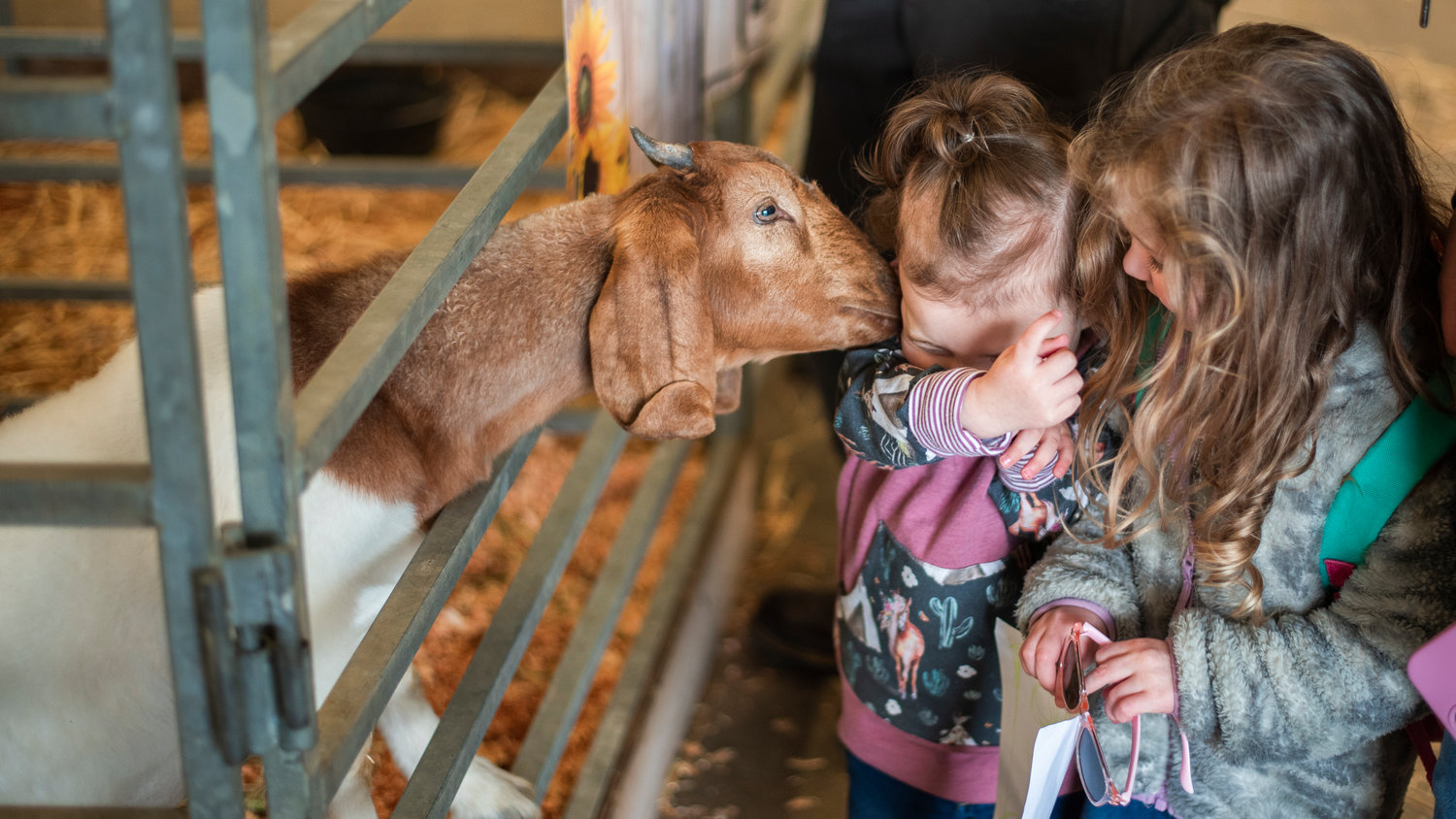 Adalynn, 2, and Nora, 4, are nudged by a young goat at the Blue Pavilion before the opening of the Spring Youth Fair on Friday afternoon.
