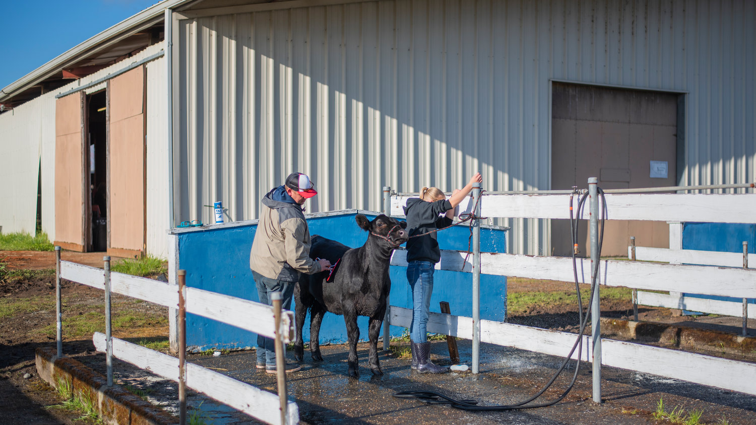 A cow stands for a wash at the Southwest Washington Fairgrounds Saturday in Centralia.
