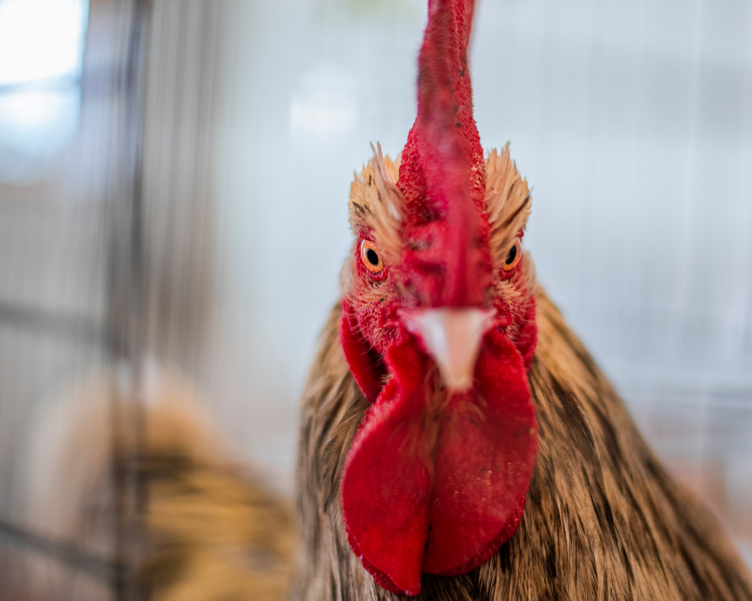 A rooster eyes down the camera Saturday in Centralia during the Spring Youth Fair.