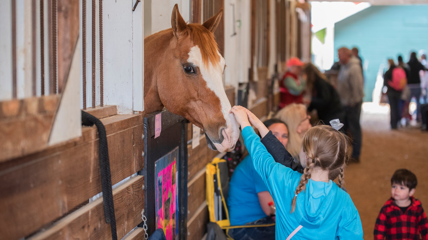 Nibbles, a horse, receives pets on Sunday during the Spring Youth Fair in Centralia.