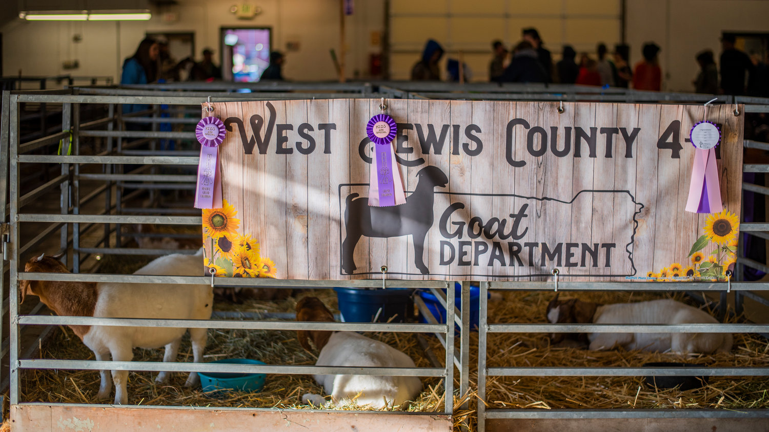 Ribbons hang from the West Lewis County 4-H Goat Department signage on display during the Spring Youth Fair Saturday in Centralia.