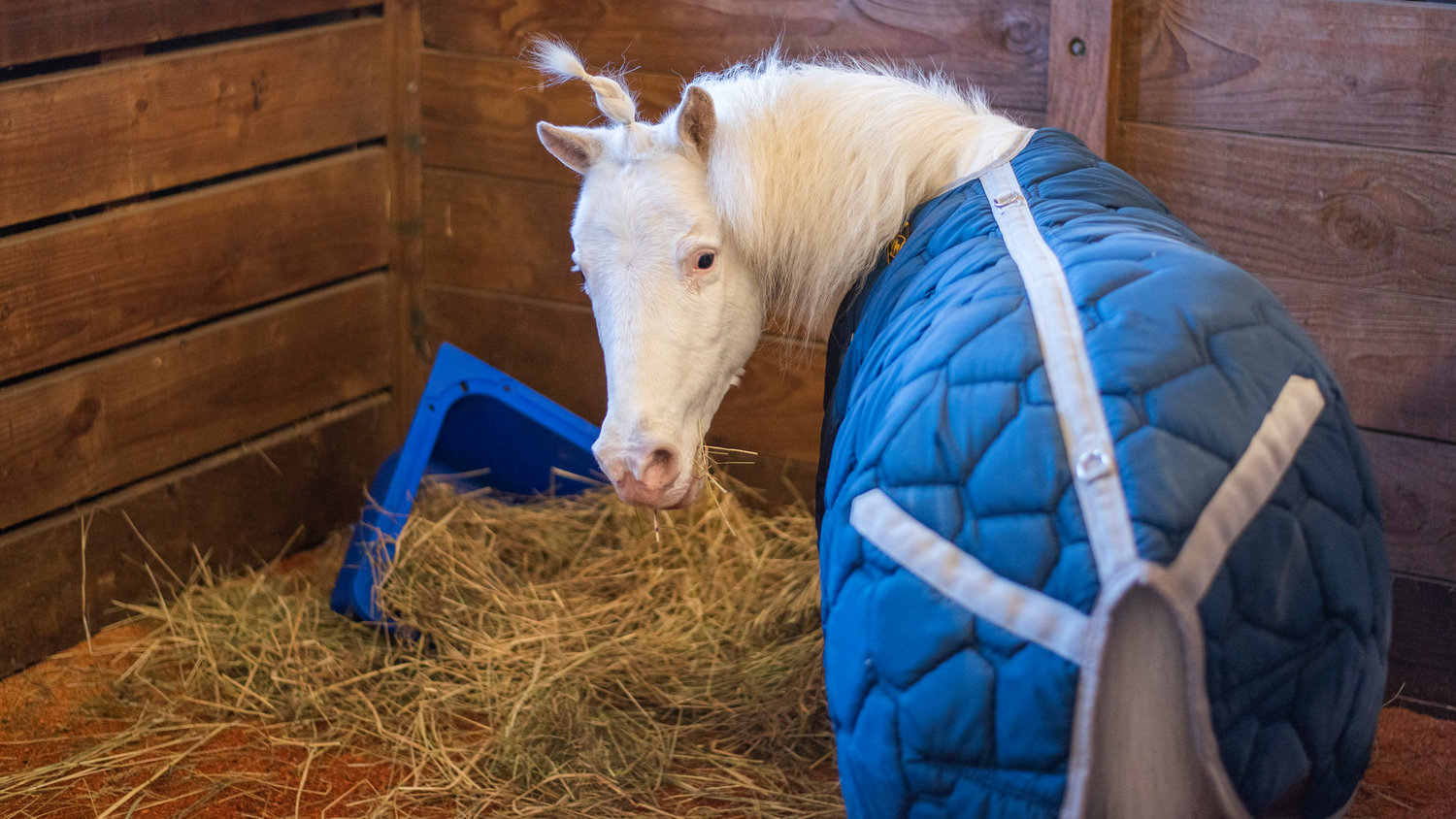 A “unicorn” looks towards the camera while enjoying a pile of hay during the Spring Youth Fair in Centralia on Saturday.
