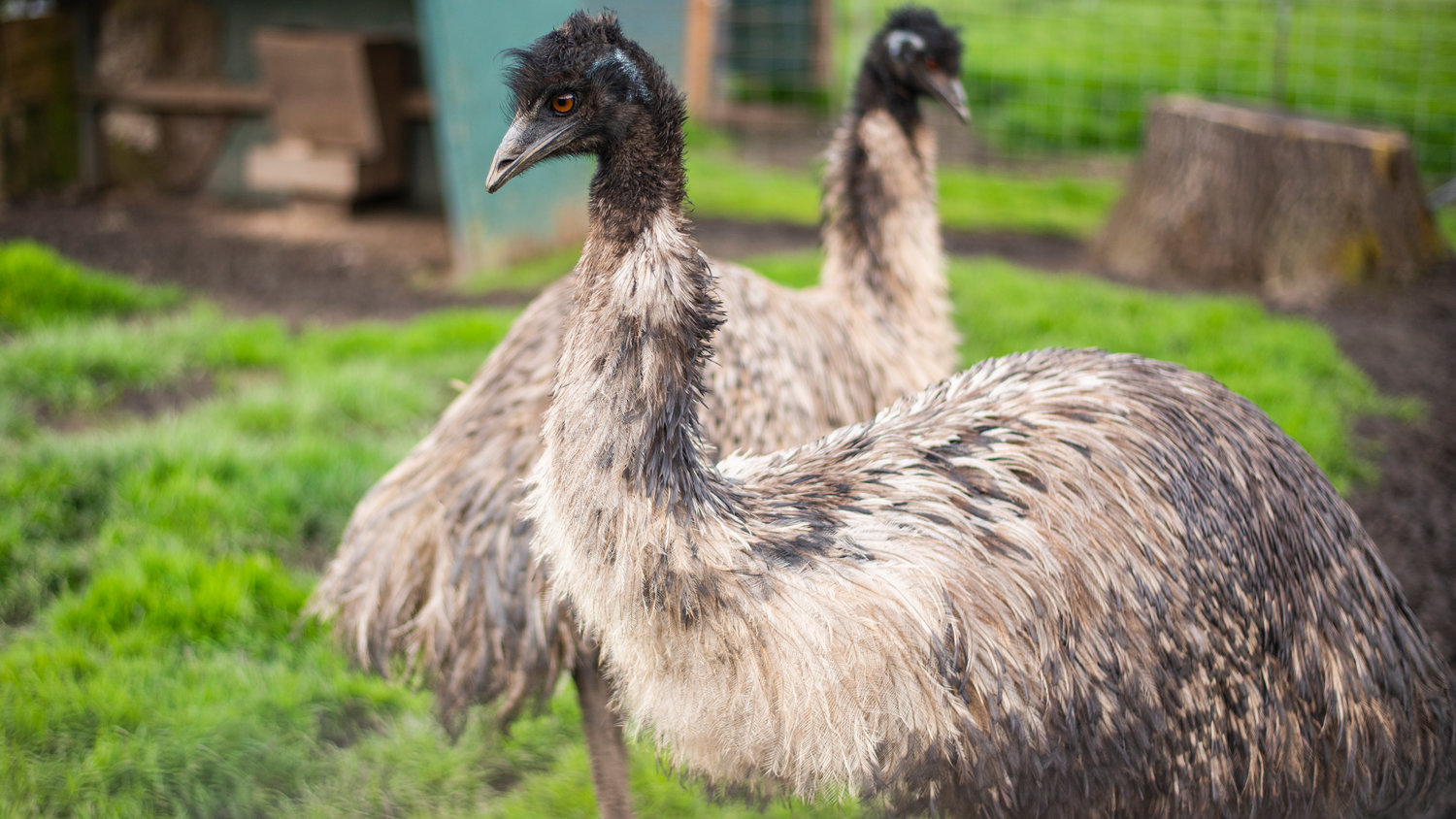 Emus Kate and Kronos romp around their pen Friday at 3 Feathers Emu Ranch and Farm in Adna.