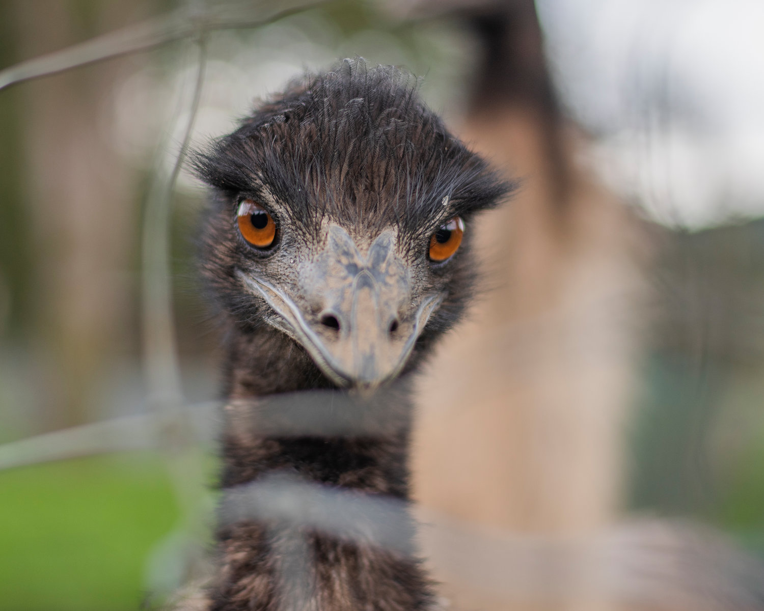 An emu eyes down the camera Friday at 3 Feathers Emu Ranch and Farm in Adna.