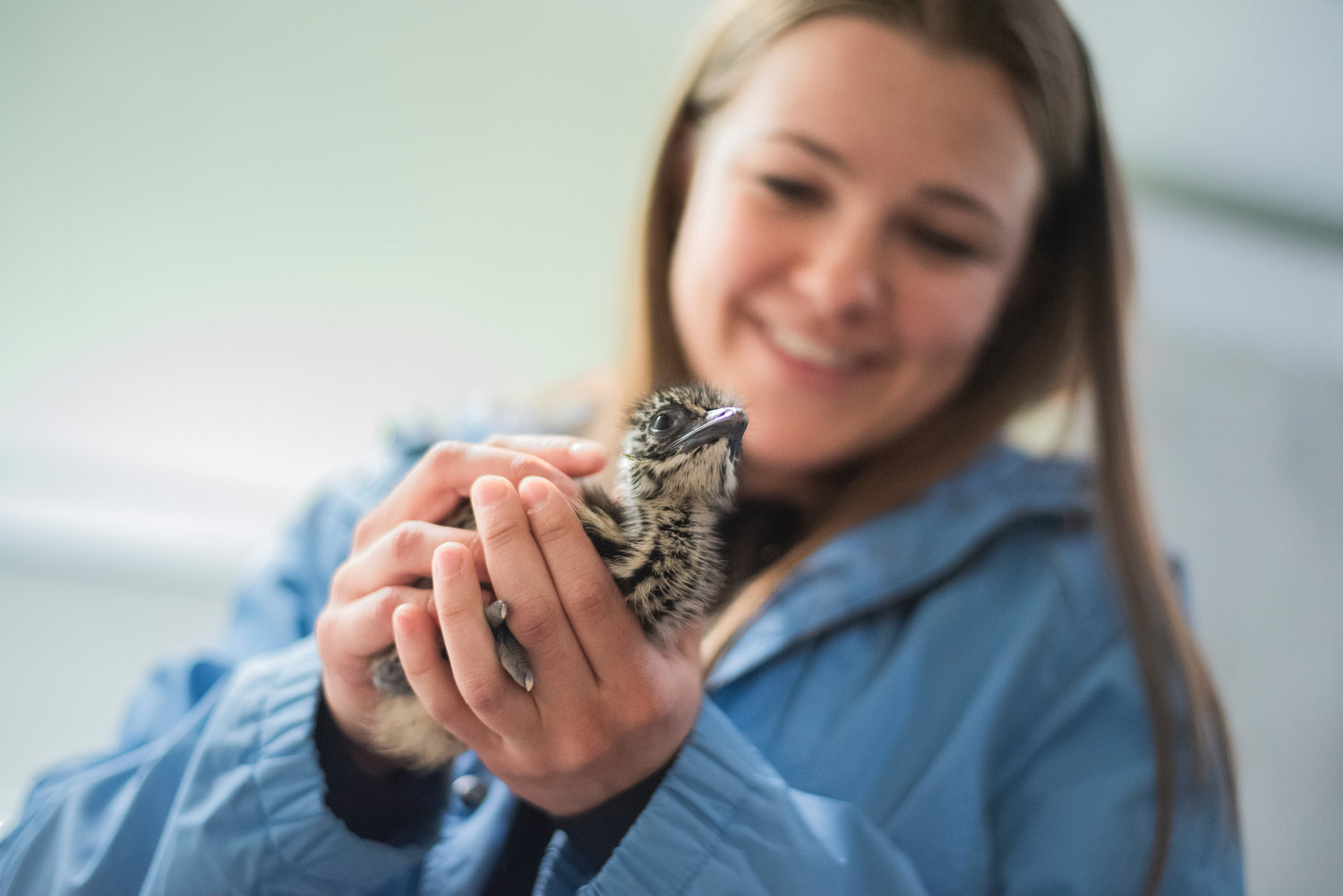 Reporter Isabel Vander Stoep smiles and holds a baby emu Friday at 3 Feathers Emu Ranch and Farm in Adna.
