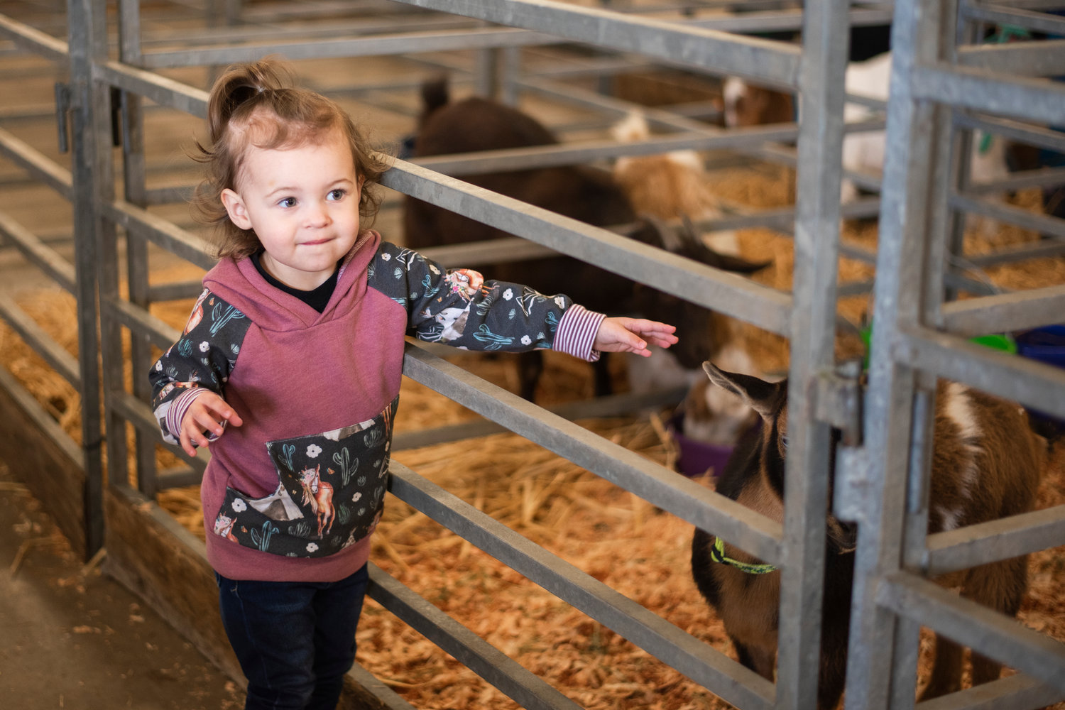 Adalynn, 2, reaches in to pet a goat in its pen inside the Blue Pavilion at the Southwest Washington Fairgrounds on Friday before the opening of the Spring Youth Fair.