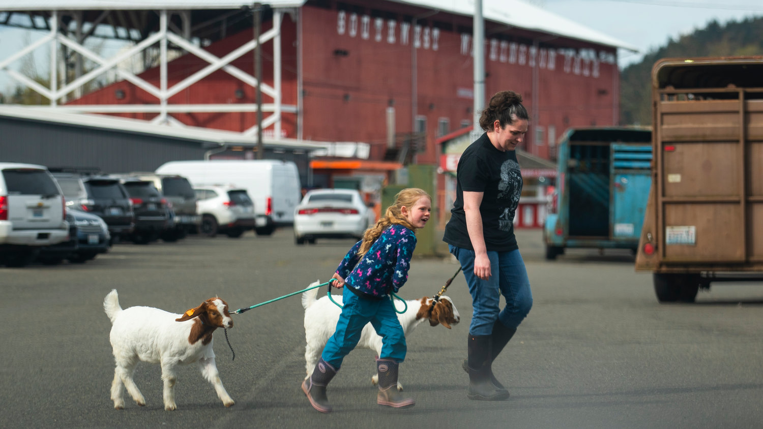A young girl drags her goat into the Blue Pavilion at the Southwest Washington Fairgrounds before the Spring Youth Fair opens on Friday afternoon.