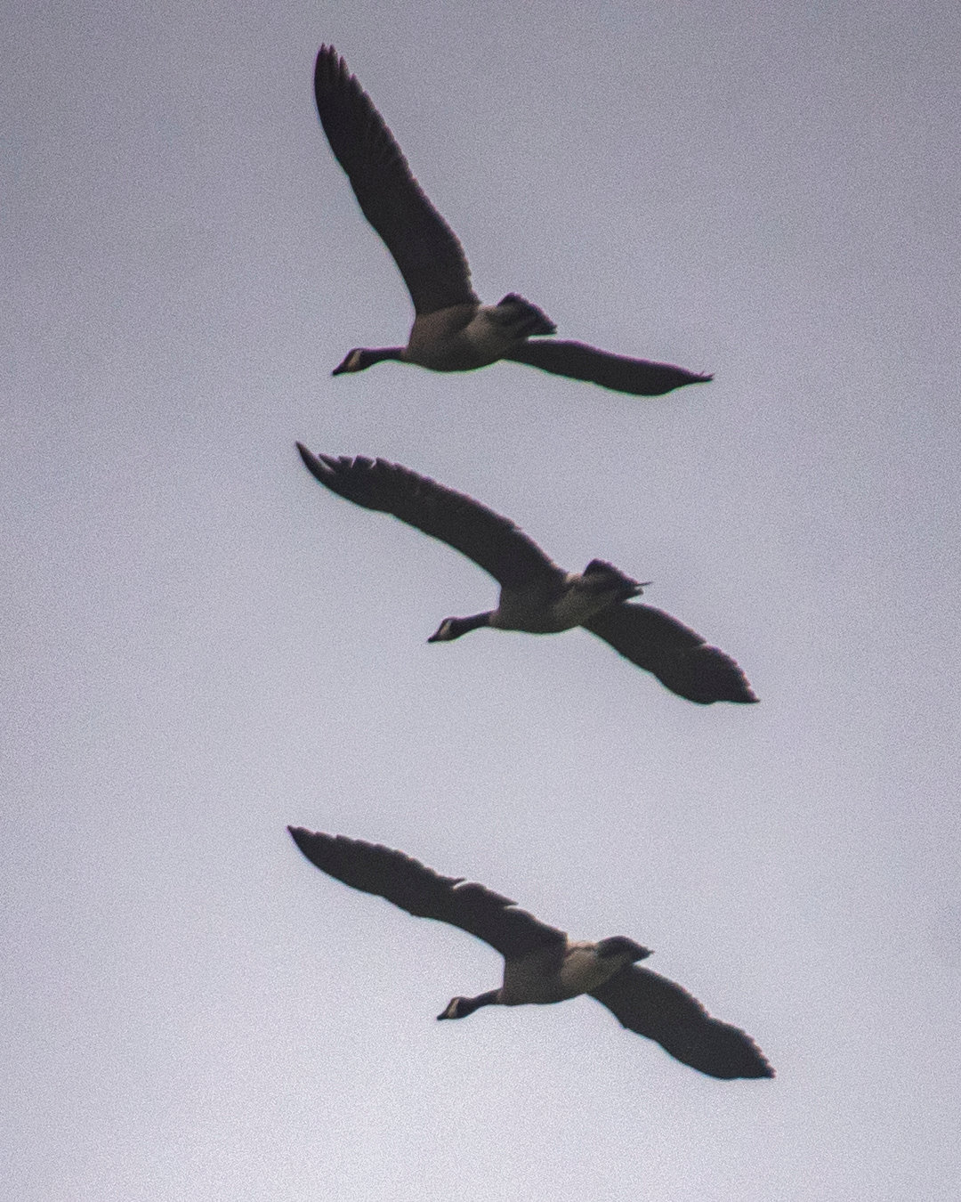 Geese fly over the Black River on Tuesday.